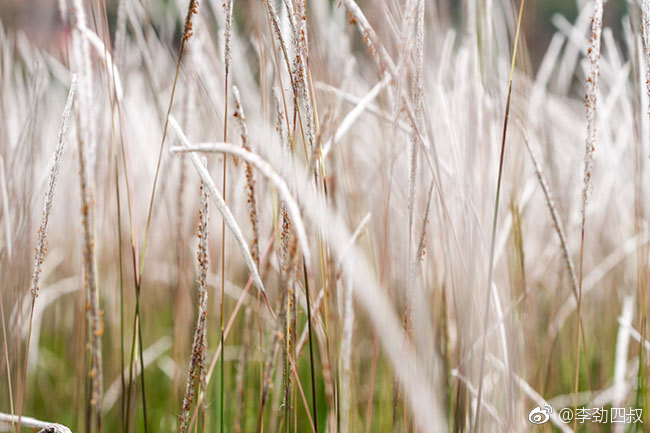 白茅（学名：Imperata cylindrica (L.) Beauv
