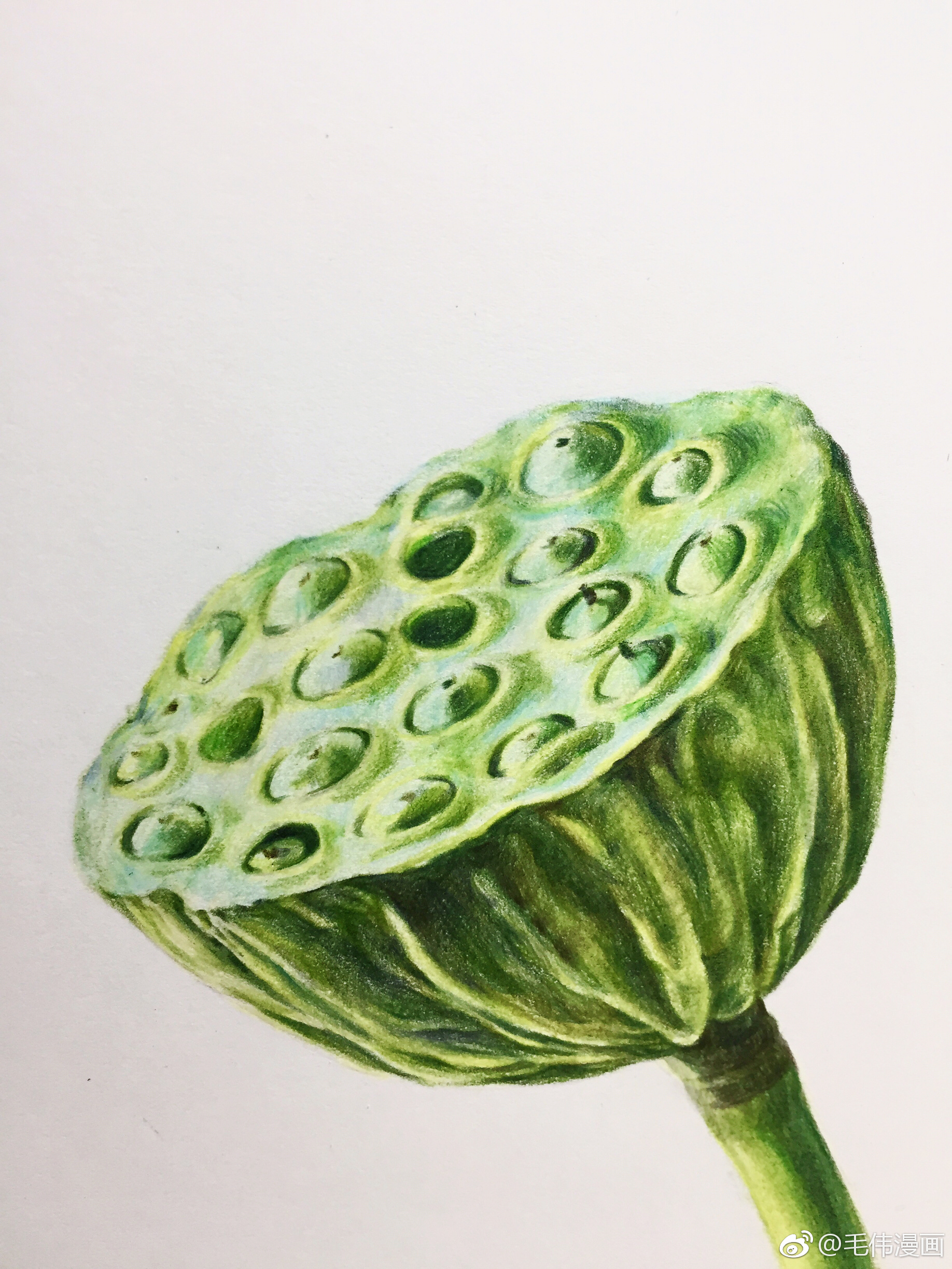 彩铅莲蓬步骤画材