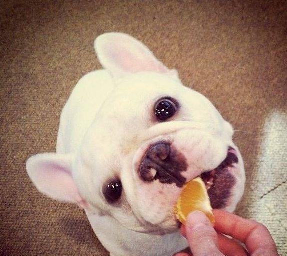 别以为狗子只吃肉,其实狗狗也需要吃水果!