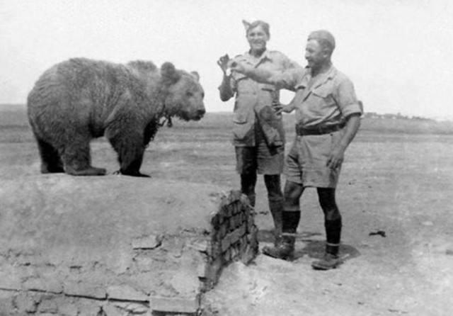 最牛的战斗熊,最爱抽烟喝酒,成为了二战英雄!