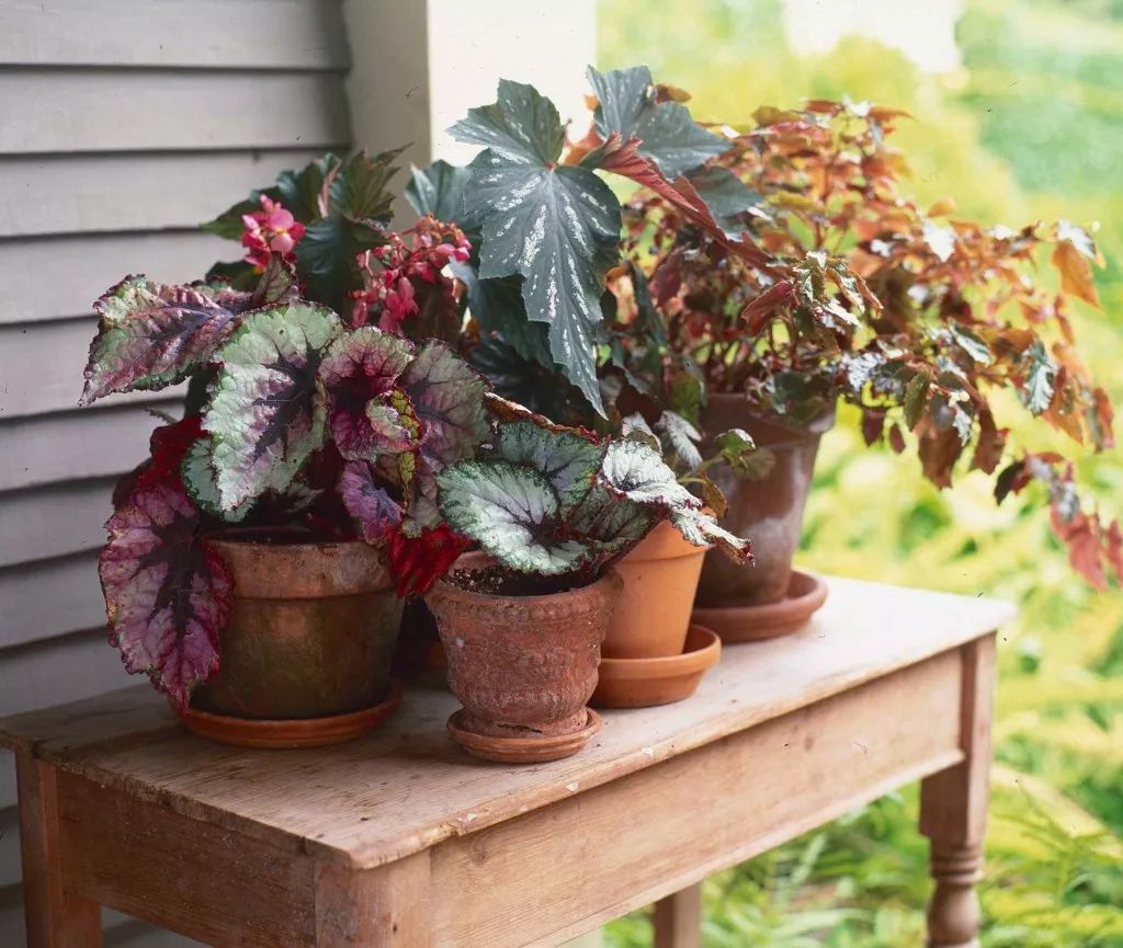 9种观赏性特别好的观叶植物,叶片比观花植物还美