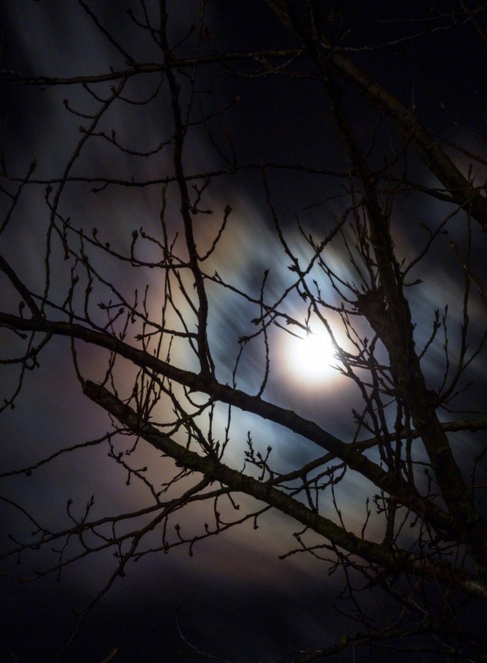 谁见幽人独往来缥缈孤鸿影