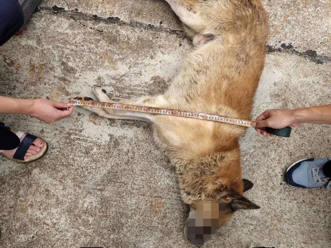 男子偷狗上瘾3次被抓 因非法使用弩枪 再次被送进监狱