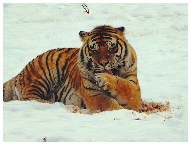 美国一老虎没食欲不吃肉,医生在它肚子里取出2千克毛球