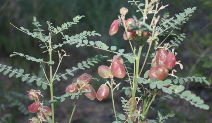 这野草长了个小气球老农称它羊尿泡马儿吃了就发疯