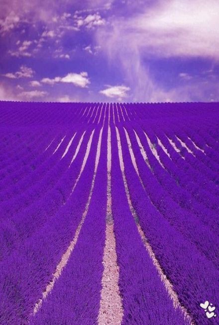 我想和你一起去普罗旺斯融入紫色的薰衣草花海中