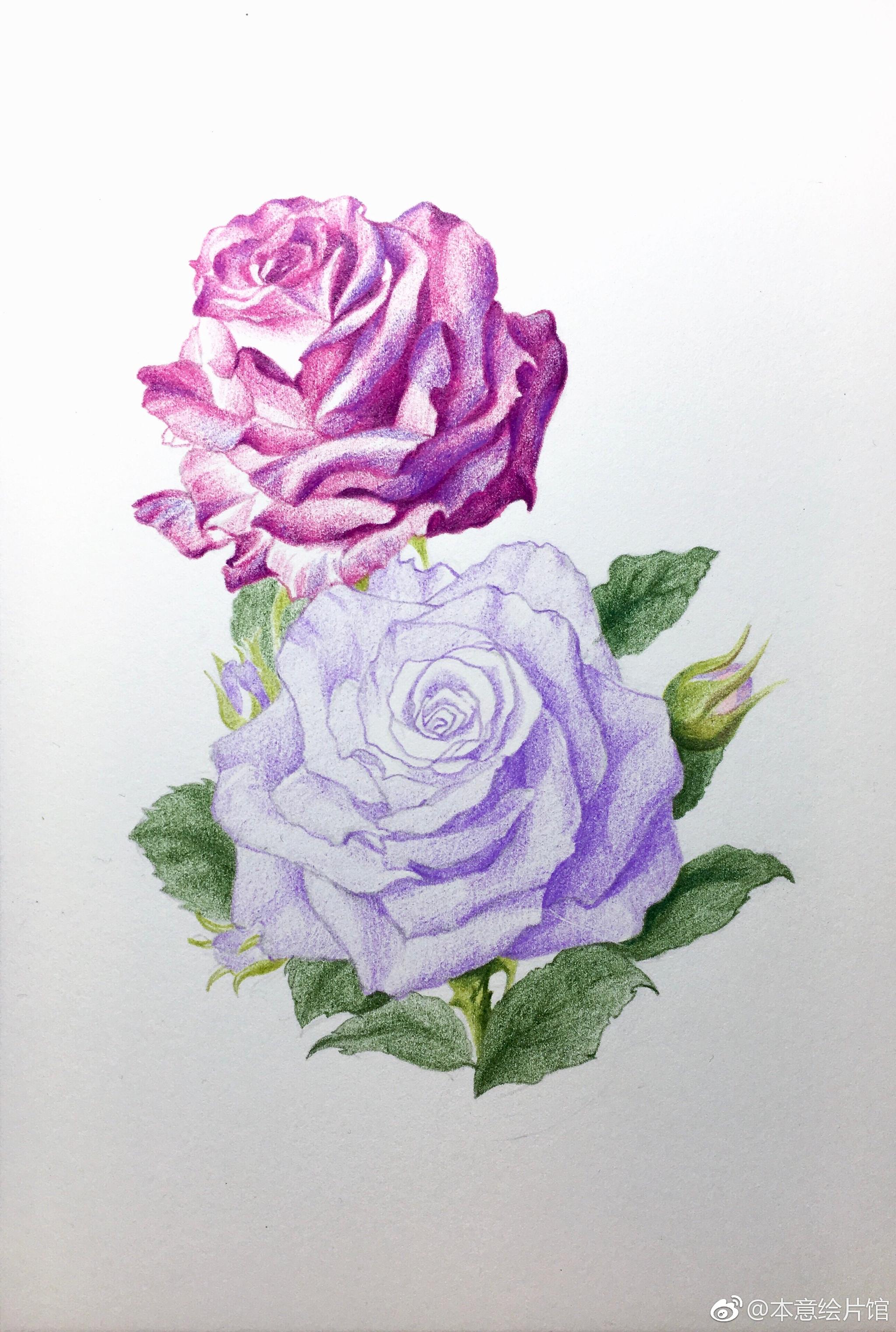 彩铅玫瑰过程一组绘画