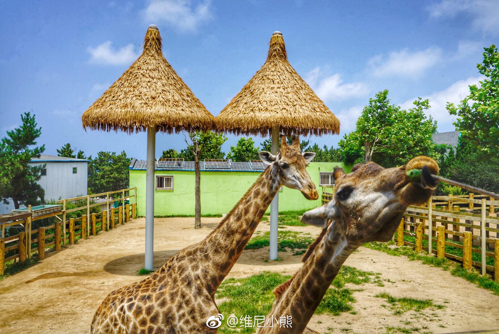 山东威海神雕山野生动物园