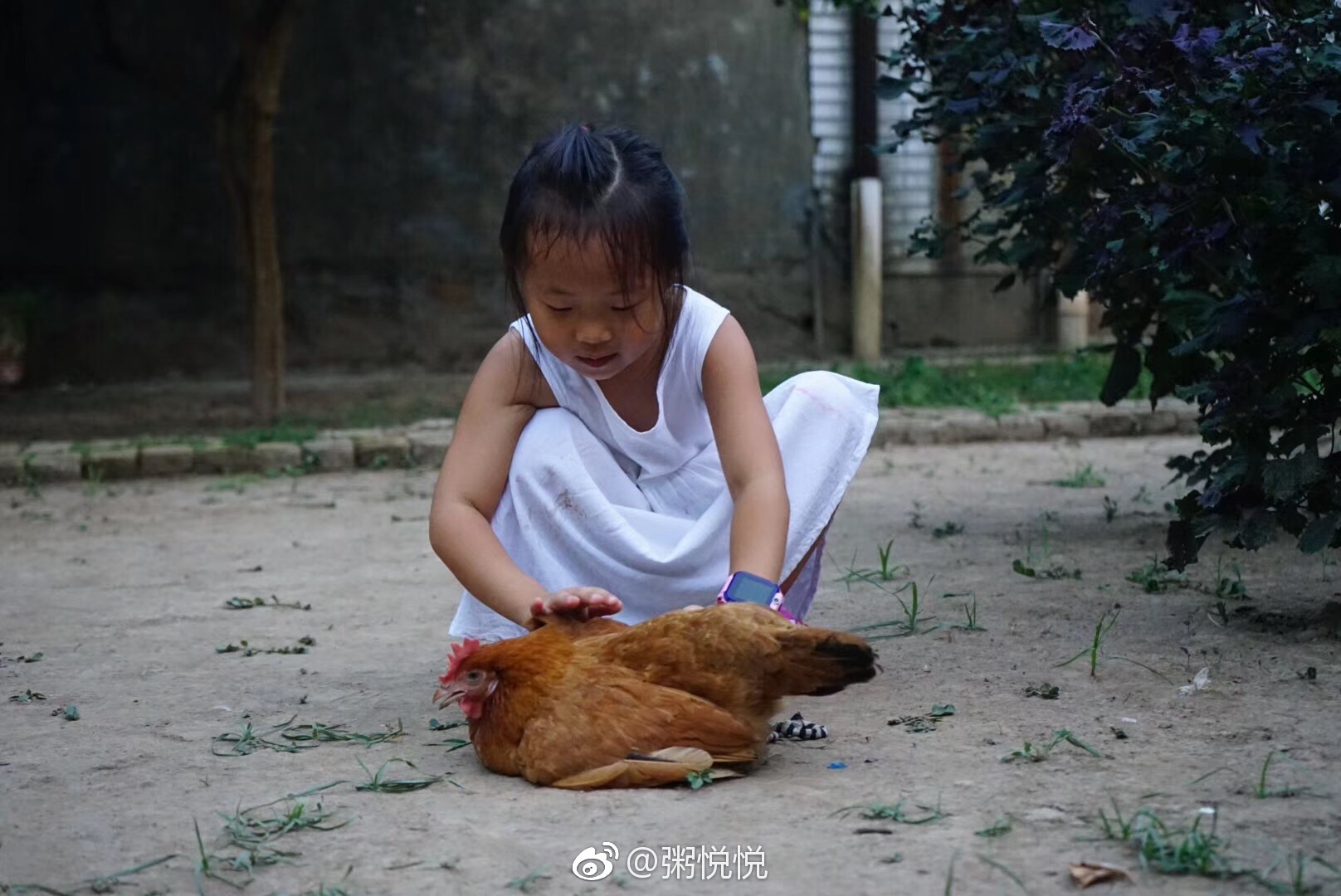第一次见到把鸡当宠物的小孩|宠物|母鸡|小孩_新浪新闻