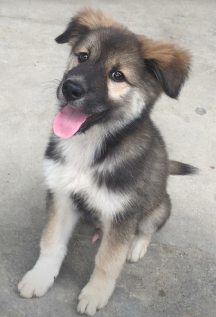 都说狗狗越大越丑?田园犬:我们不一样,每只狗都有不同的境遇!