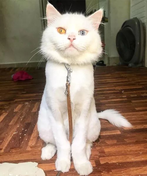 网友家的白猫,生猫崽以前还是美美哒 .