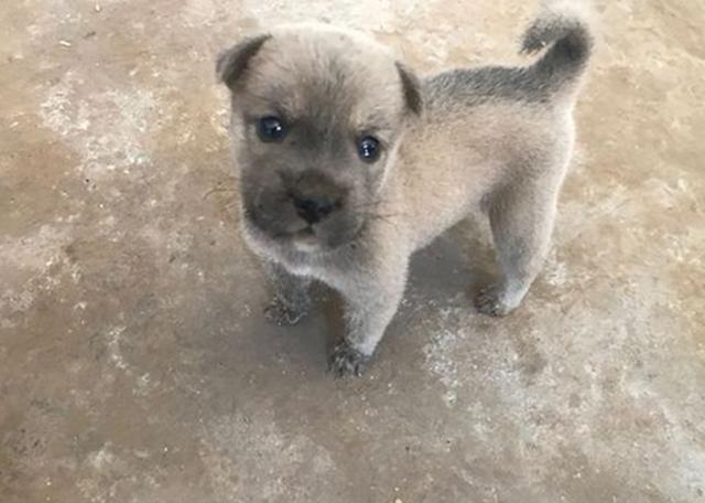 原来是一只小土狗溜了进来,灰色的小狗有着一双蓝色的眼睛