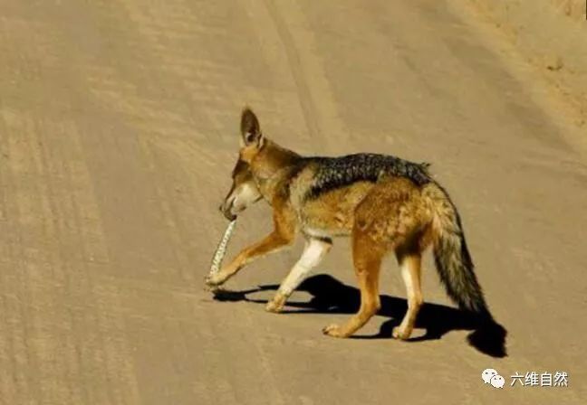 抛条死蛇就能吓走胡狼却不知胡狼其实也是吃蛇高手