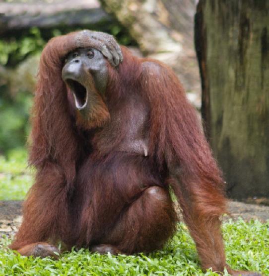 直击动物们打哈欠的萌照它们犯困的样子太可爱了