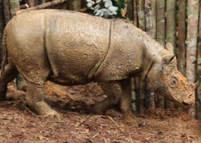 灭绝了的动物, 最近又横空出世了|犀牛|灭绝|犀牛角_新浪新闻