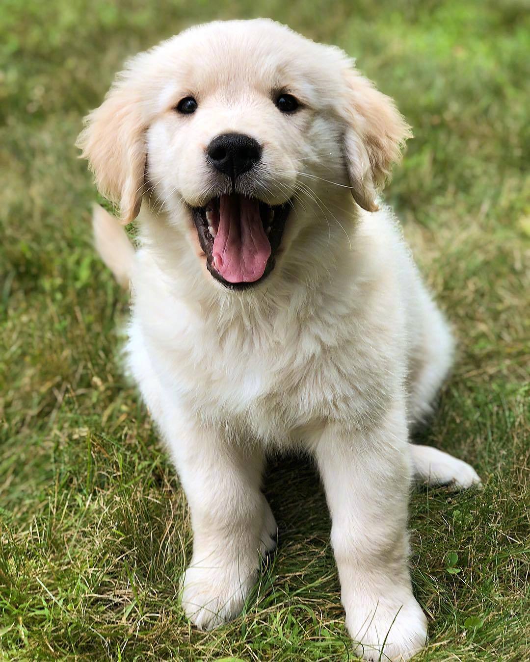 小金毛bogey,笑容治愈一切不开心,吸一大口