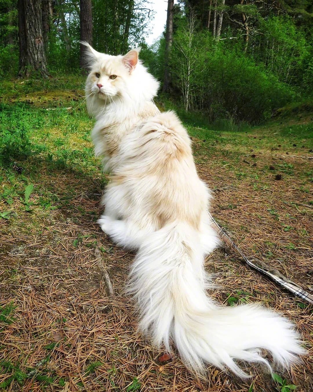 体型巨大的缅因猫lotus站起来一米多高