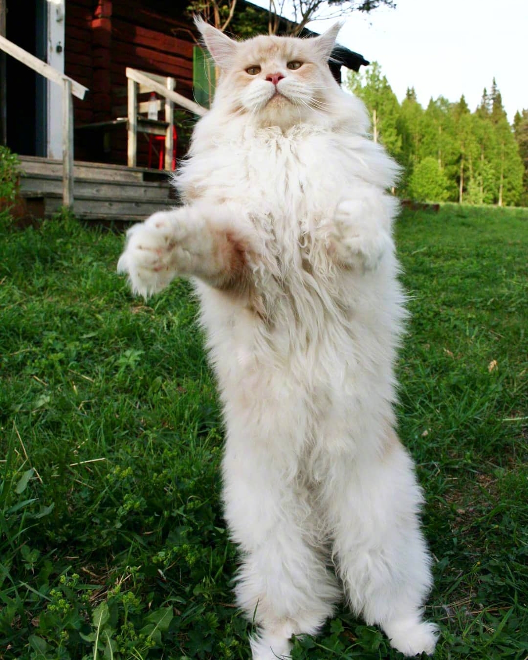 体型巨大的缅因猫lotus站起来一米多高