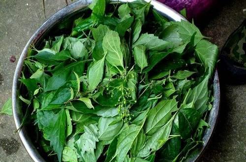 斑鸠豆腐 新浪网