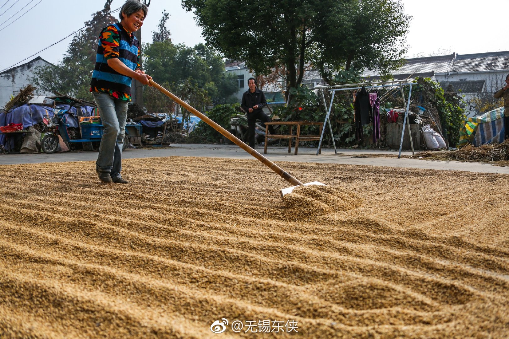 第一次在农家门前的场上,看晒稻谷.春种一粒粟,秋收万颗子