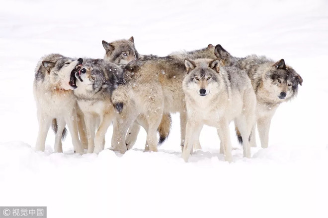 李泽楷卖保险外资群狼围攻下本土险企竟没感觉