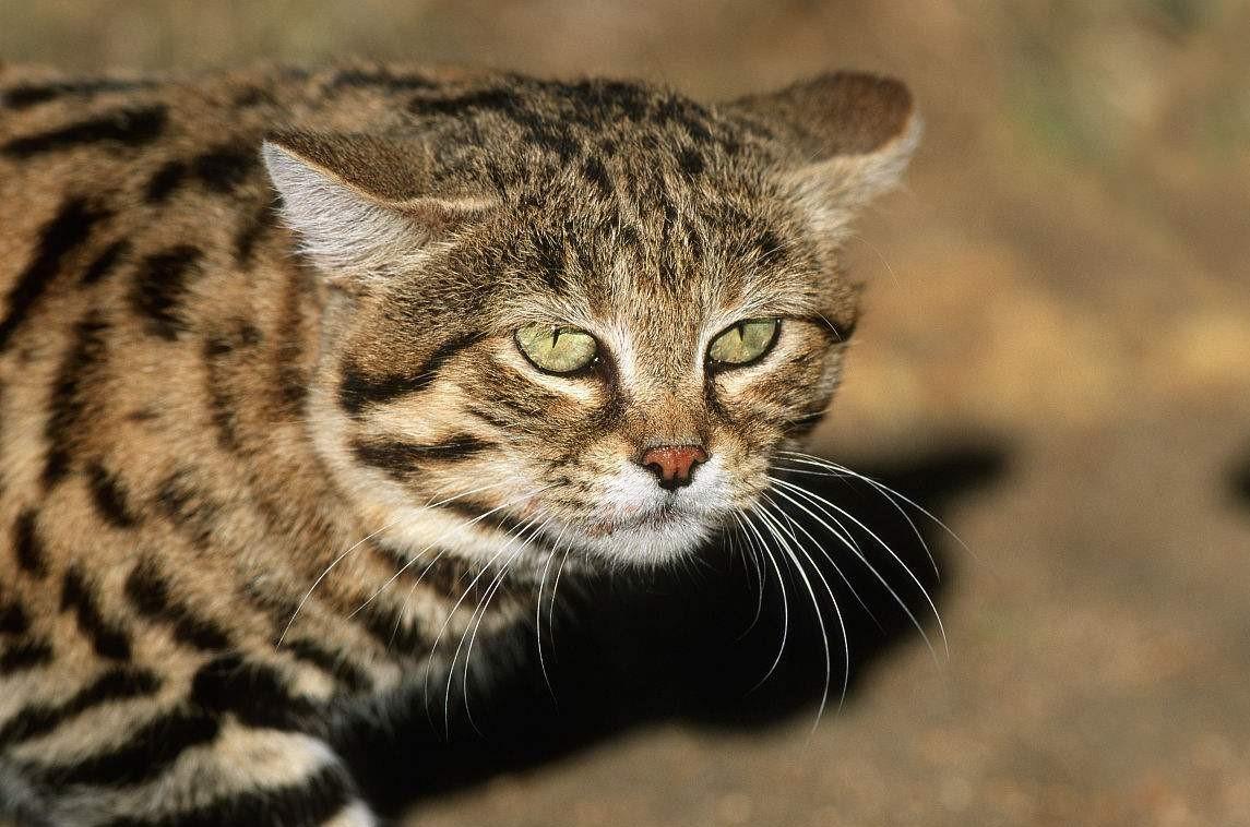 世界十大罕见猫咪别说养你这辈子可能见都见不到