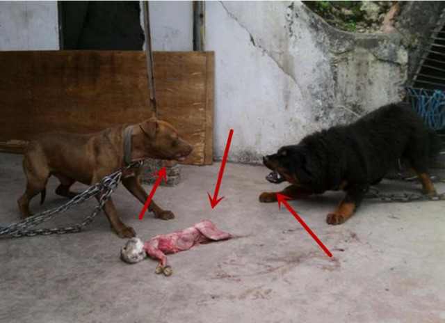 残暴藏獒咬死母比特犬的小狗崽,狗妈妈怒火攻心,藏獒同归于尽