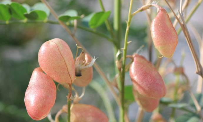 这野草长了个小气球老农称它羊尿泡马儿吃了就发疯