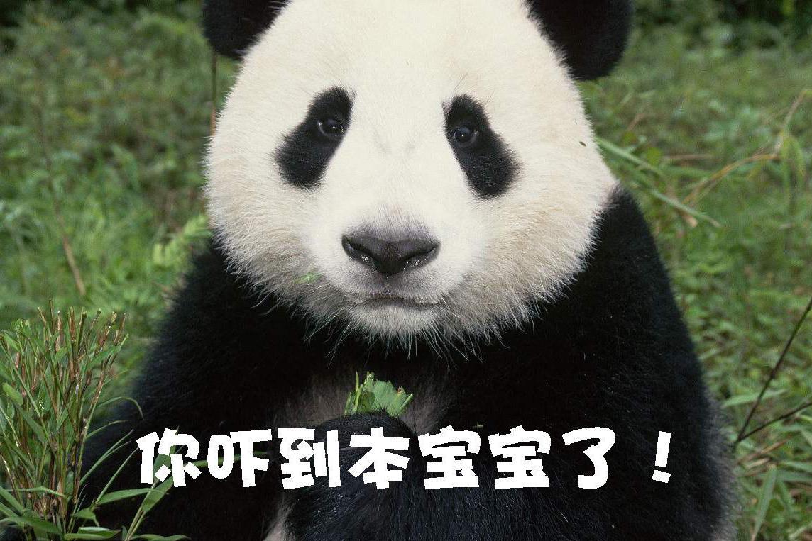 大熊猫|都江堰|青城山_新浪新闻