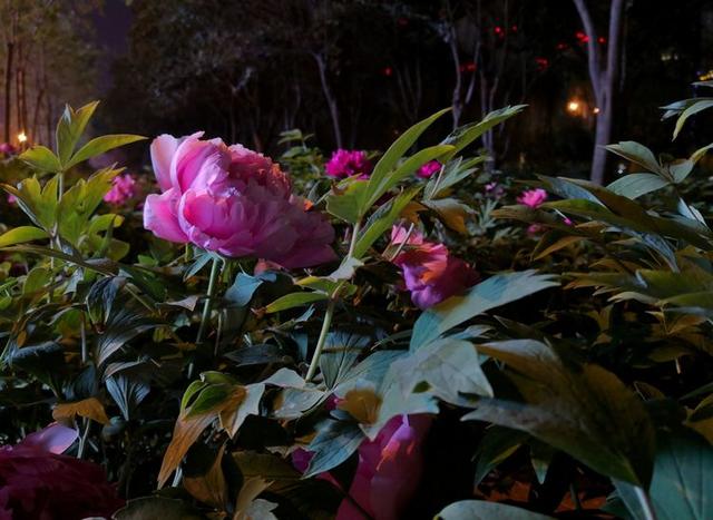 洛阳开元湖音乐喷泉夜景壮观手机夜拍牡丹也精彩