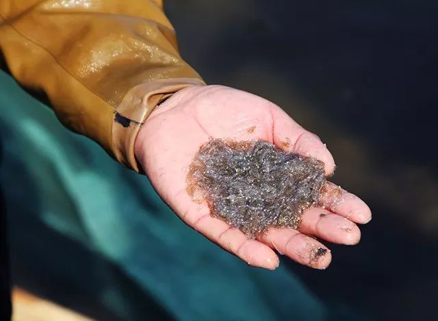 没吃过可别说你是威海银