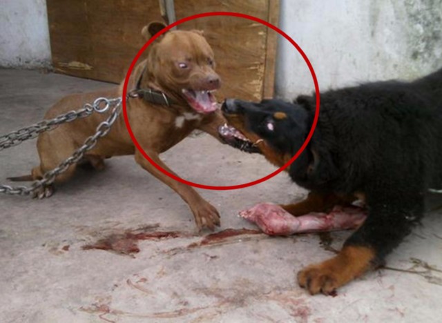 残暴藏獒咬死母比特犬的小狗崽,狗妈妈怒火攻心,藏獒同归于尽