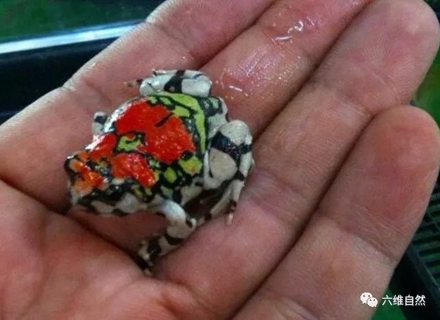 被称为彩虹蛙的红犁足蛙颜色得有多鲜艳