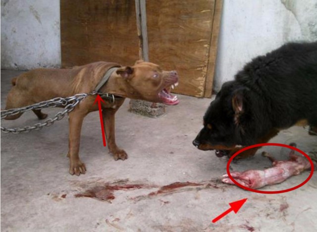 残暴藏獒咬死母比特犬的小狗崽,狗妈妈怒火攻心,藏獒同归于尽