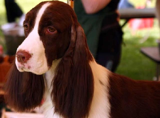 最好训练的犬类之一,软萌霸气兼具史宾格犬圈粉无数!