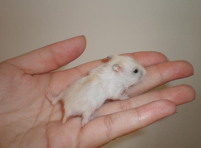 一山容不下二虎一只不需要爱情的仓鼠这下主人伤心了