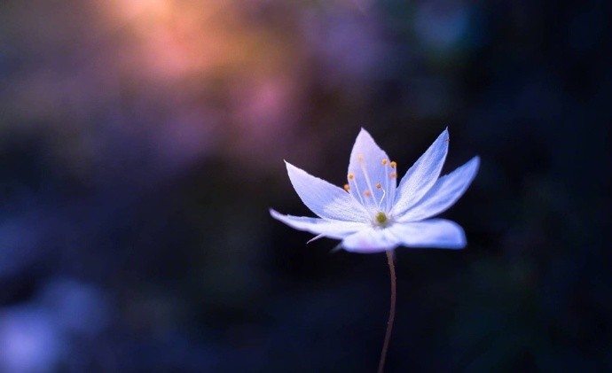 一花一世界,一树一烟霞