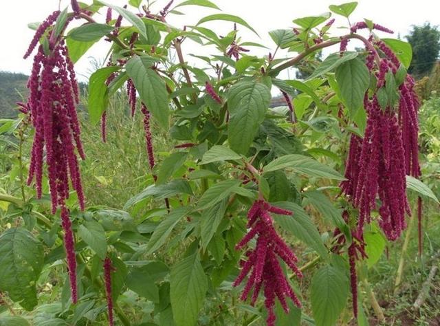 千穗谷的经济价值不仅在于能当做青饲料.