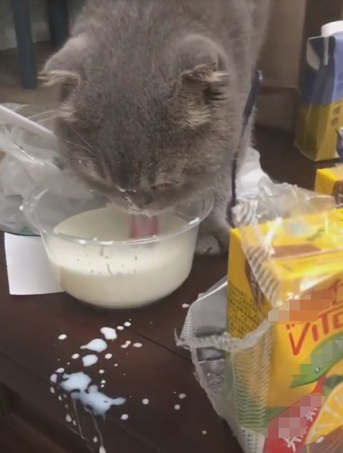 馋猫偷喝妹子的牛奶,太着急了,牛奶溅了一脸,网友:漏饭猫