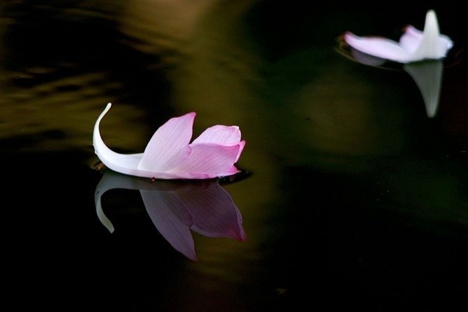 昨夜落花飘零,而今人归何处