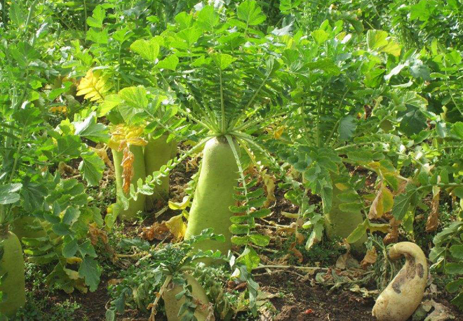 农村俗语"拔了萝卜地头宽,嫁了姑娘嫂喜欢",说的是什么意思?