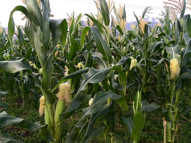 玉米|枸杞|白色_新浪新闻