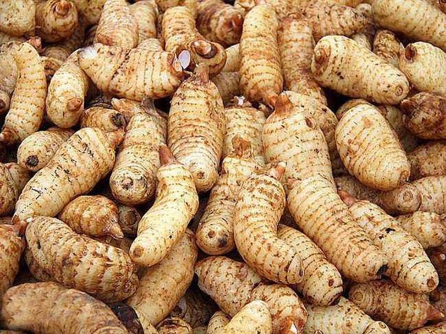 农村里常见却又珍贵的"白龙皮",专治老年痴呆症,市场供不应求