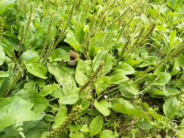 农村一种降火的神奇野草种植一亩收入2万元你小时候见过吗