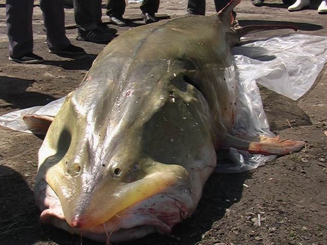 鳇鱼|淡水鱼|鱼_新浪新闻