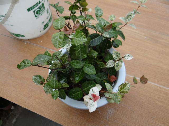 叶子比开花更好看,黄金络石了解一下!