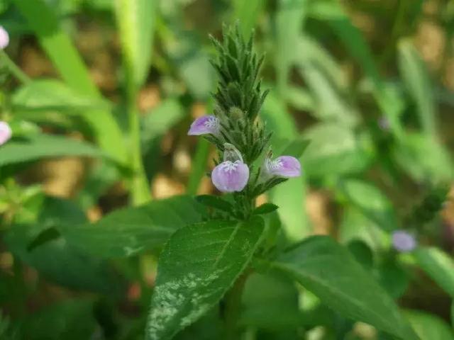 人称"六角仙,老农说:煮水喝治筋骨疼痛|老农|爵床|野草_新浪新闻