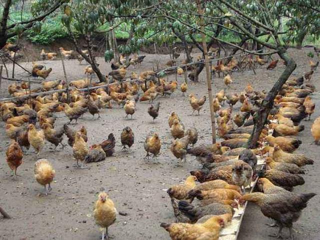 农村包山养殖就是绿色?农民一语戳中要害