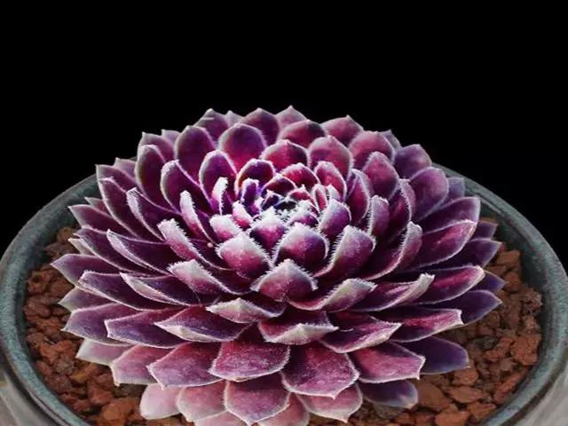 此样的多肉叫紫牡丹,和牡丹花一样的娇艳,网友:怎么在家里种植