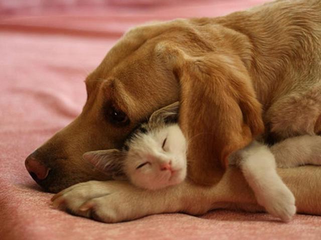 猫狗的相遇,真的只能追追打打吗?可以尝试这些方法